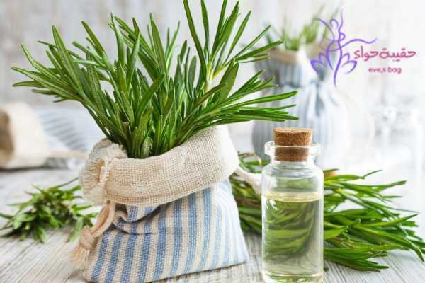 تجربتي مع فوائد منقوع وبخاخ اكليل الجبل للشعر والوجه وطرق الاستخدام