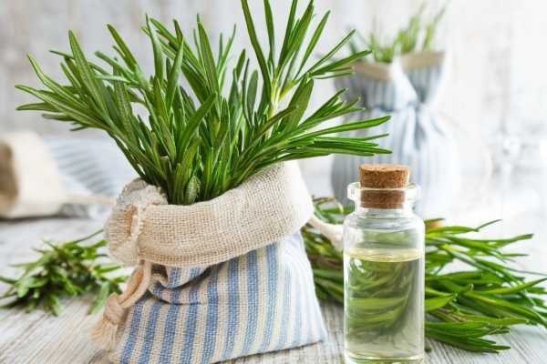 افضل خلطات عشبة اكليل الجبل للشعر