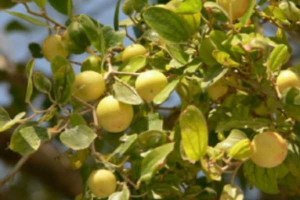 أفضل أنواع السدر للشعر أفضل أنواع السدر للشعر