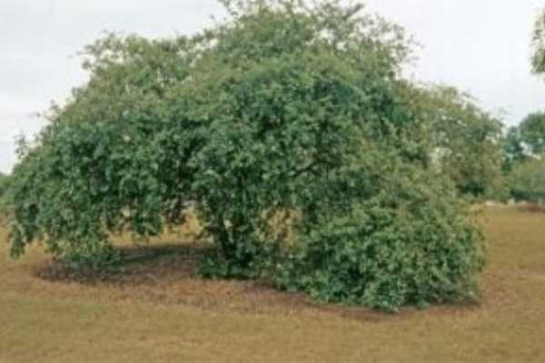 أفضل أنواع السدر للشعر أفضل أنواع السدر للشعر